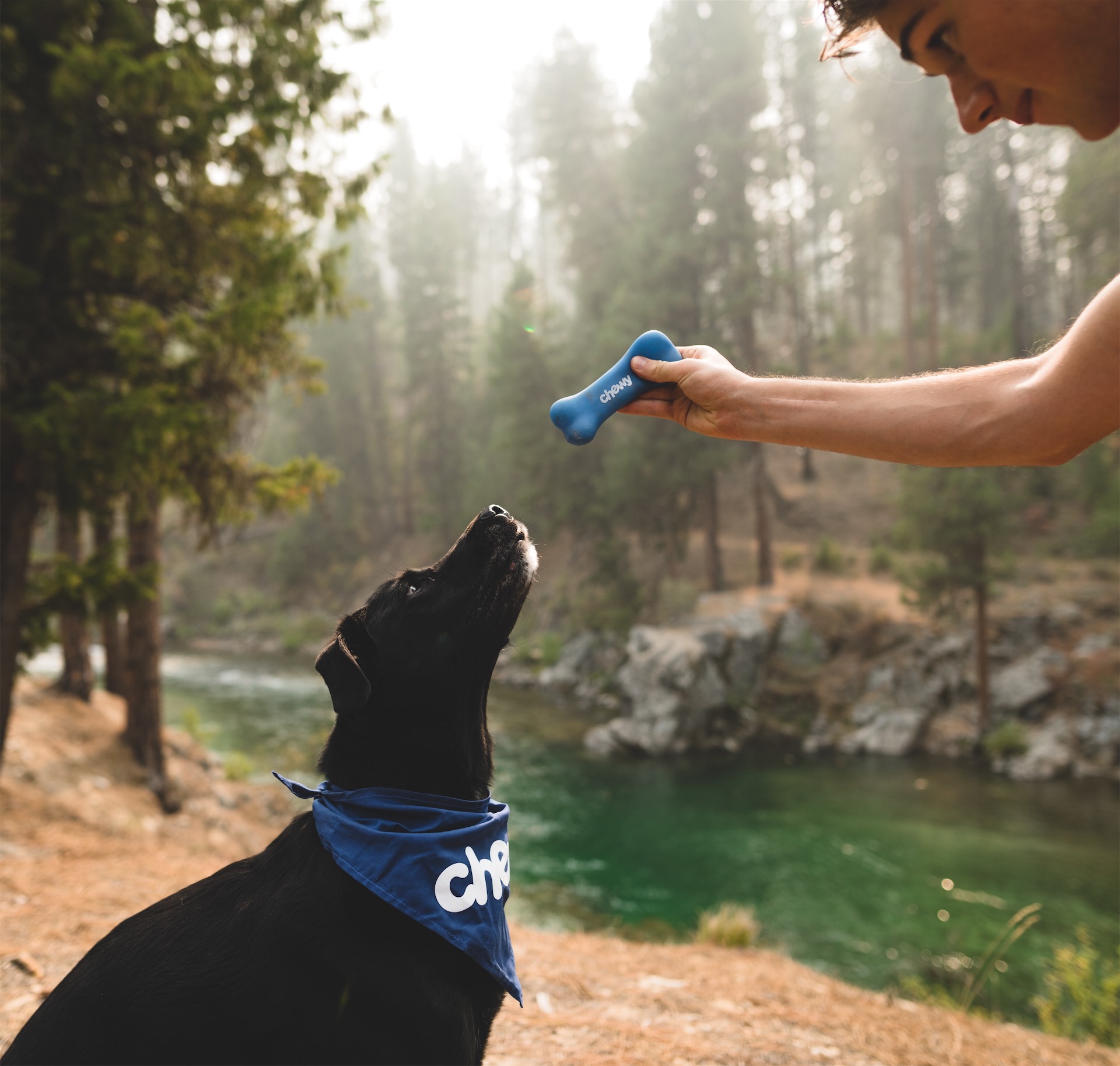 Permiso para perros peligrosos en situaciones de juego