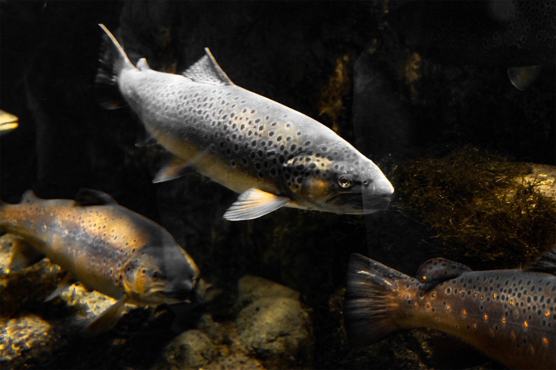 Observación de peces con permiso de buceo