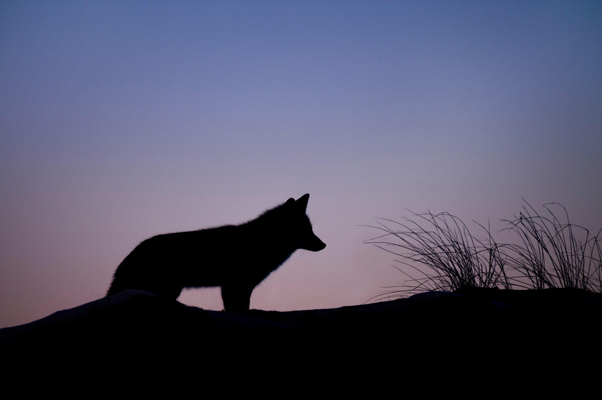 Perro Lobo Salvaje en el aire libre